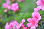 杜鹃花