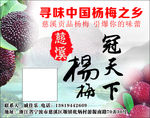 慈溪杨梅