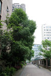 吉安桃缘盛景小区绿化