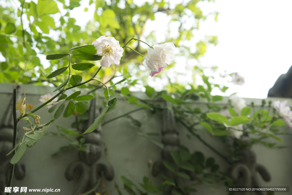 墙上的小白花