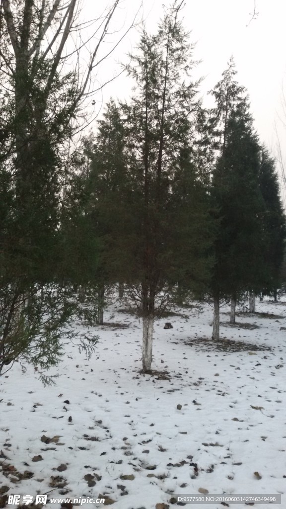 雪中柏树