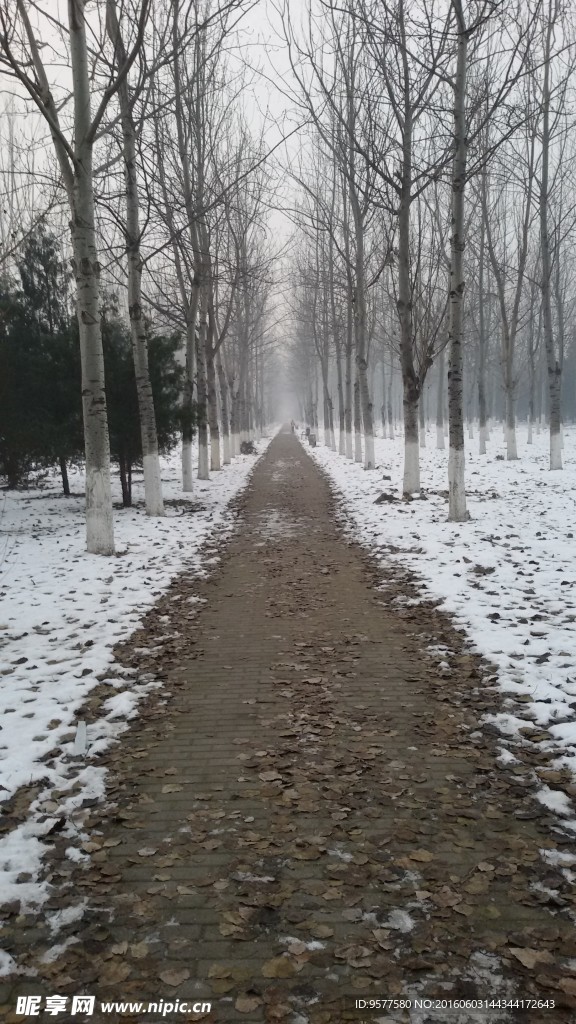 雪中公园小路