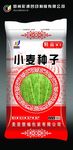 小麦种子