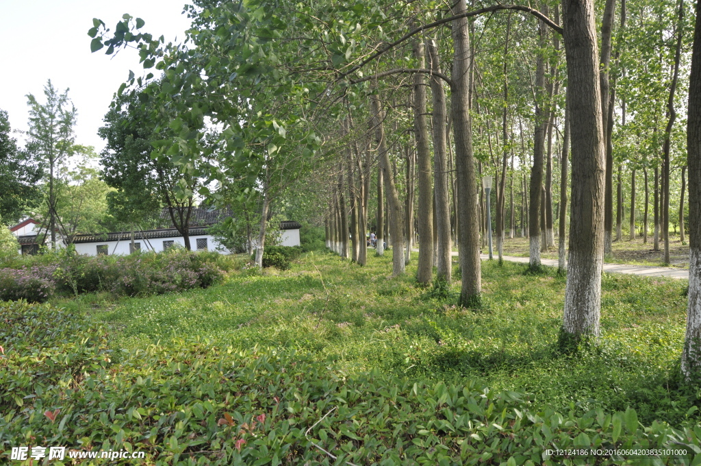 绿色 草地