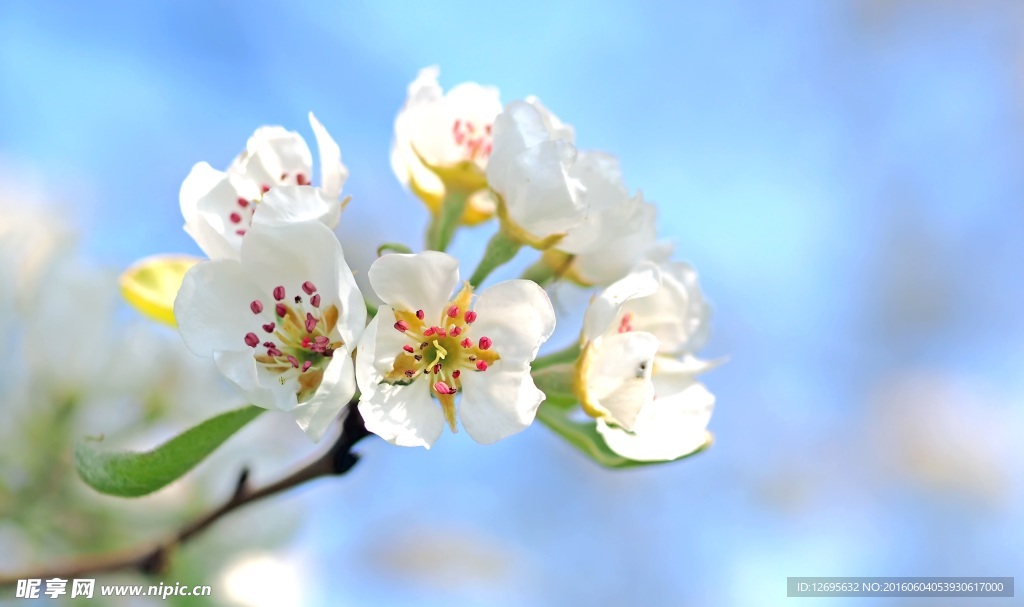 苹果花