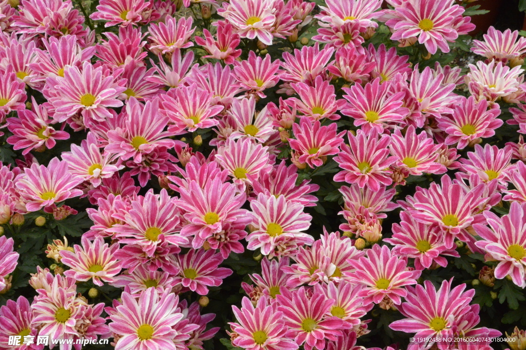 菊花素材