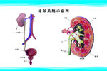 泌尿系统示意图