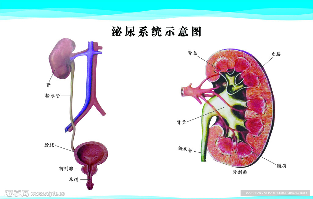 泌尿系统示意图