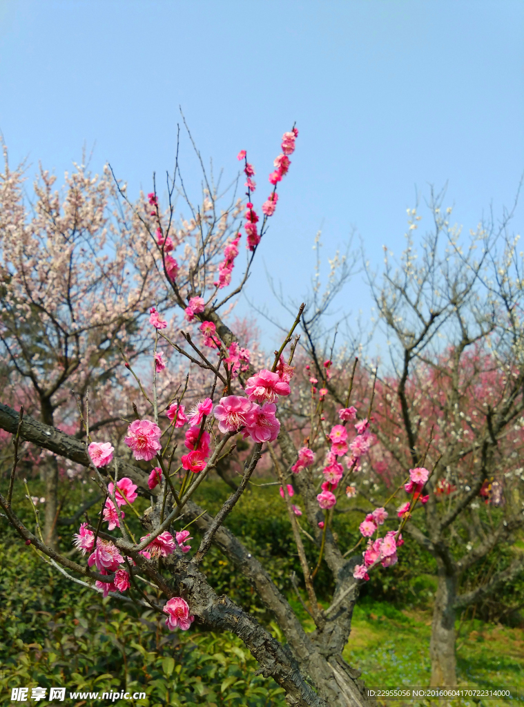 梅花