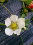 草莓花