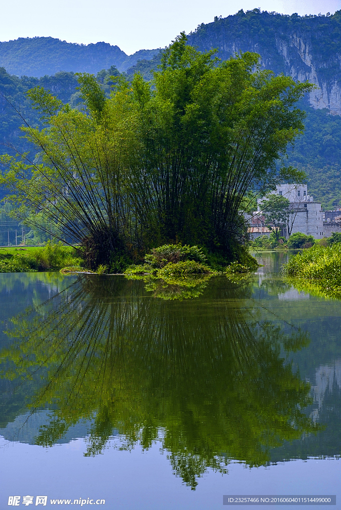 竹林倒影