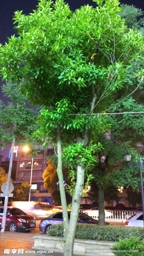 绿色植物