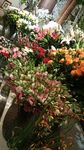 鲜花