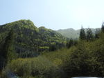 绿树青山
