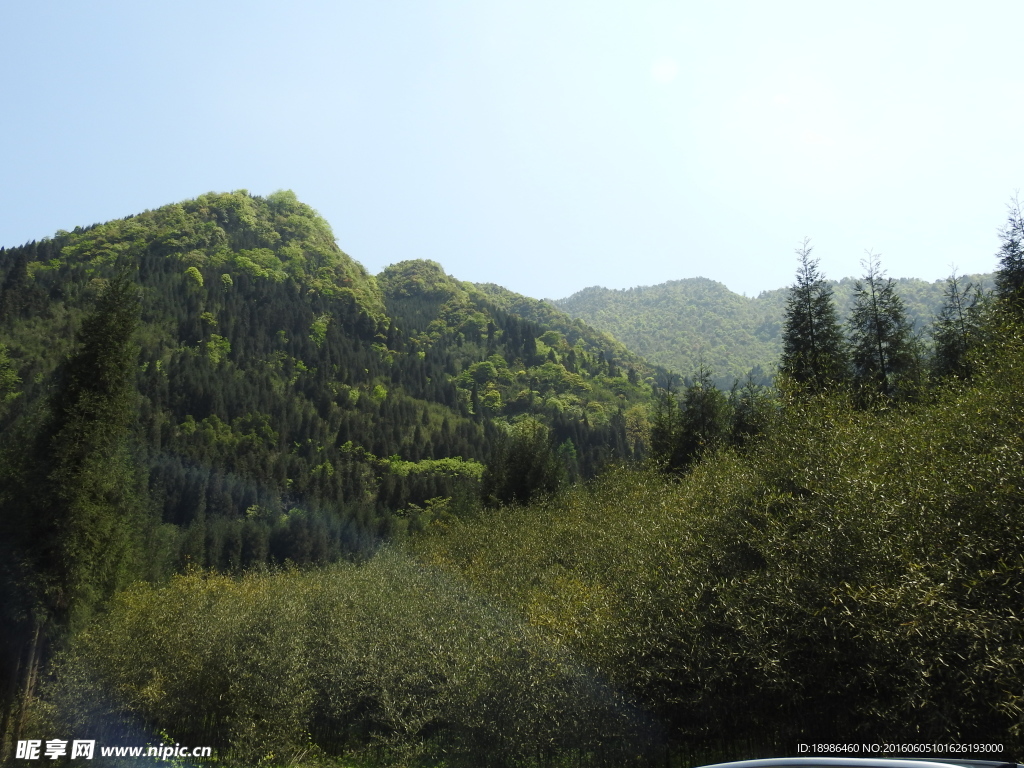 绿树青山