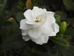 栀子花