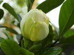 栀子花蕾