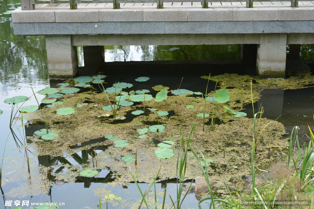 池塘浮萍