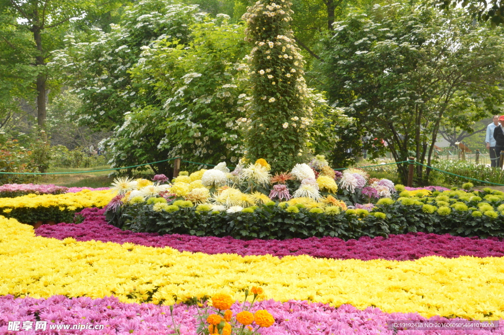菊花