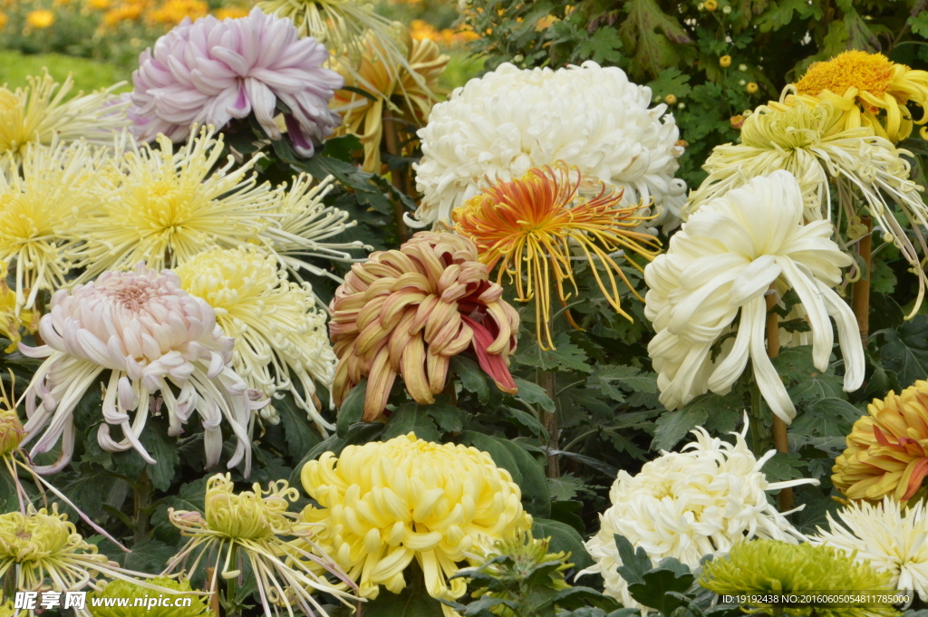 菊花