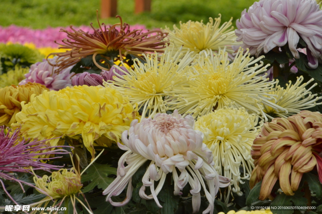 菊花