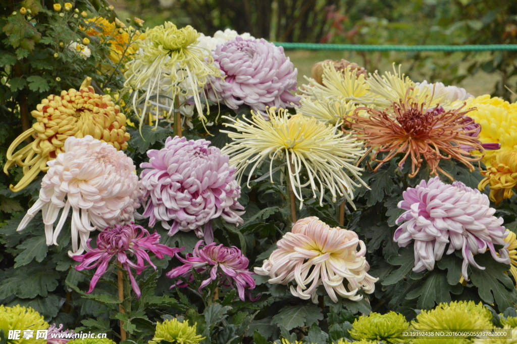 菊花