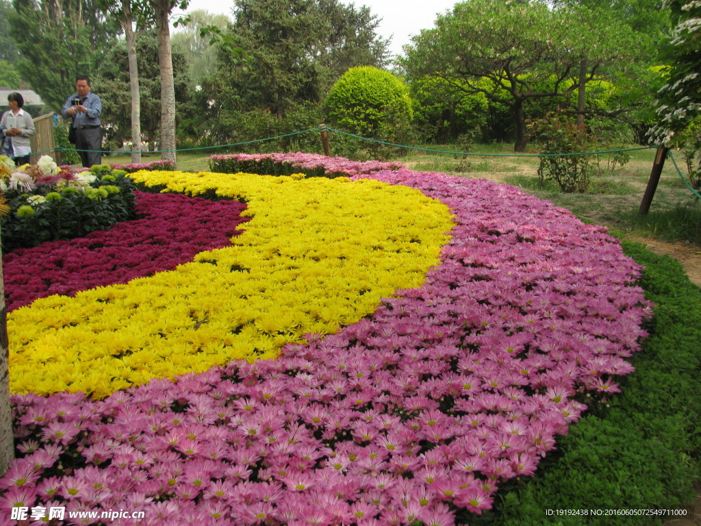 菊花