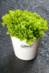 生菜