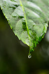 水滴