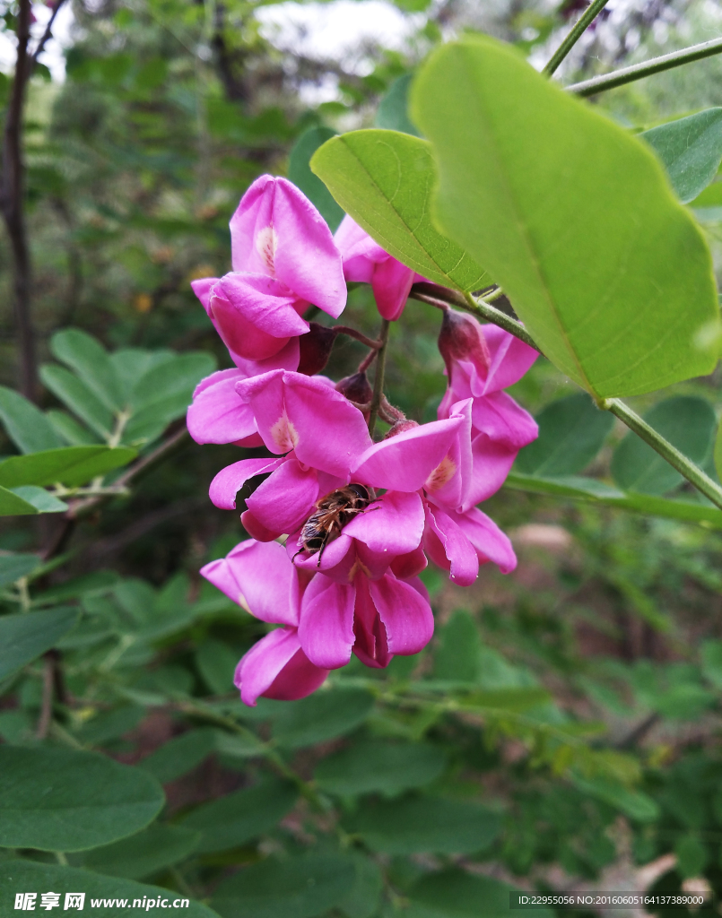 香花槐