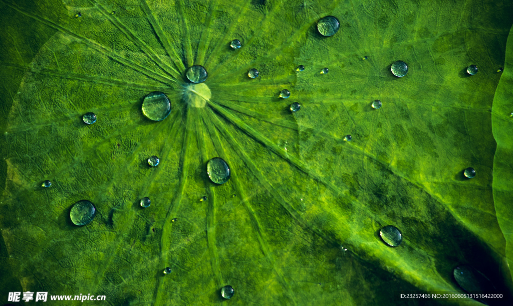 雨荷