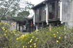同里 江南 水乡