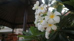 鸡蛋花
