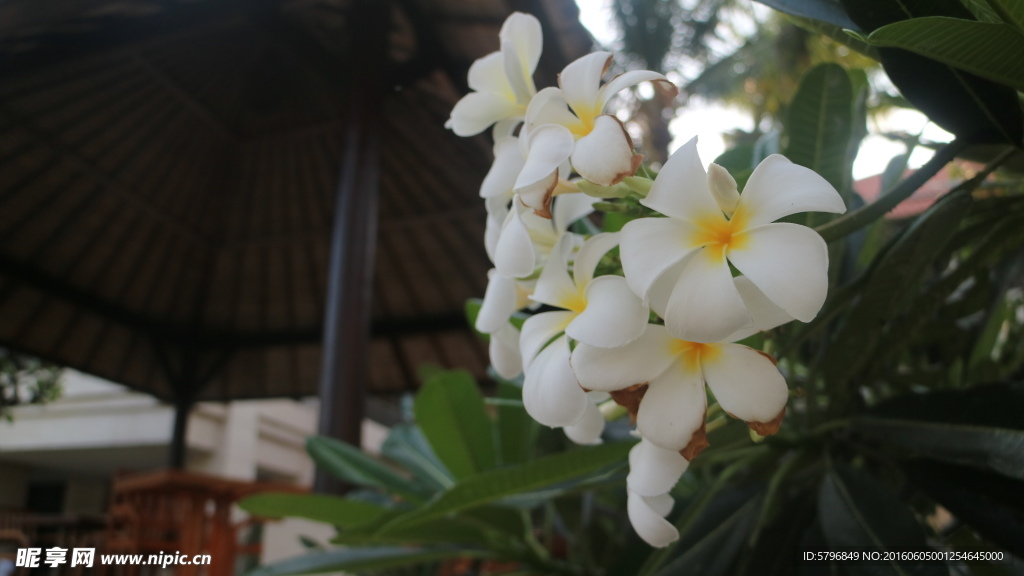 鸡蛋花