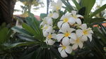 巴厘岛 鸡蛋花
