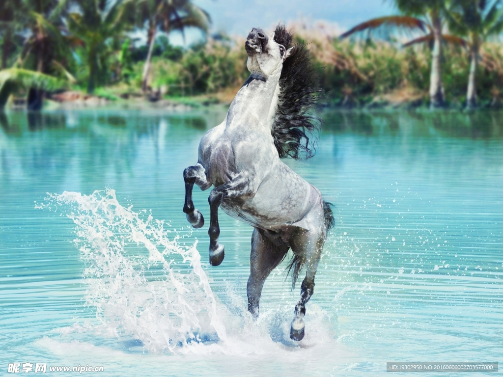 玩水的马