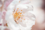花蕊