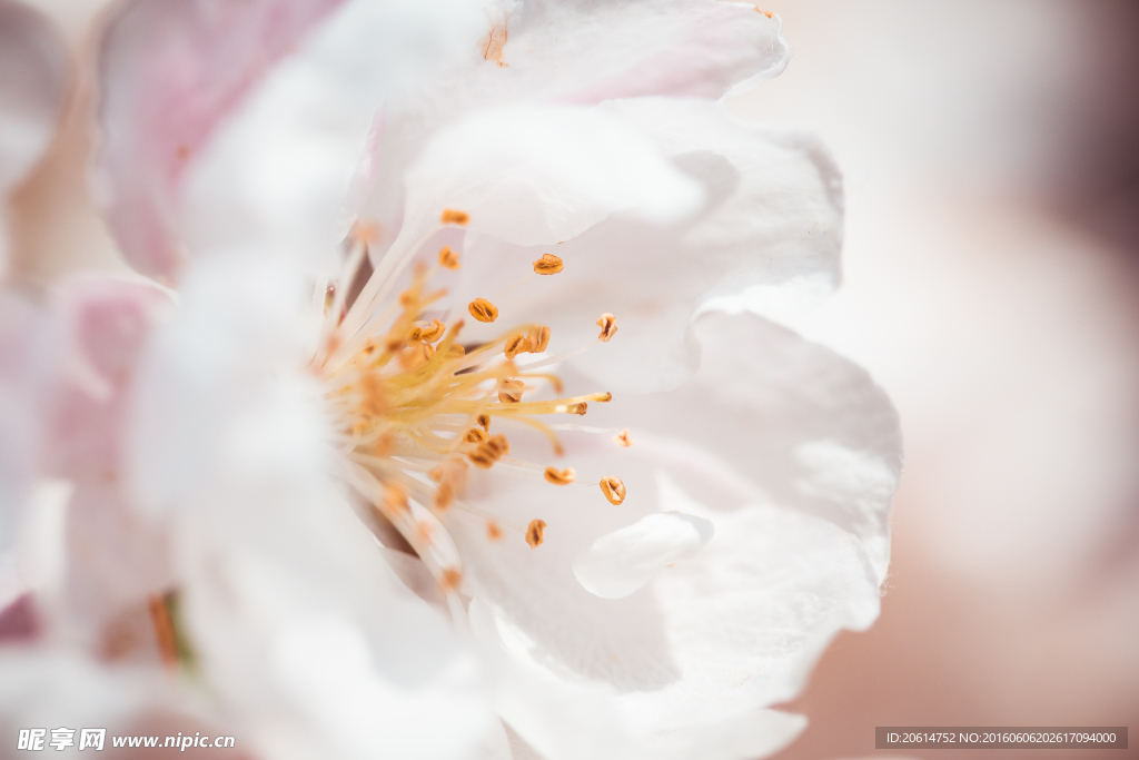 花蕊