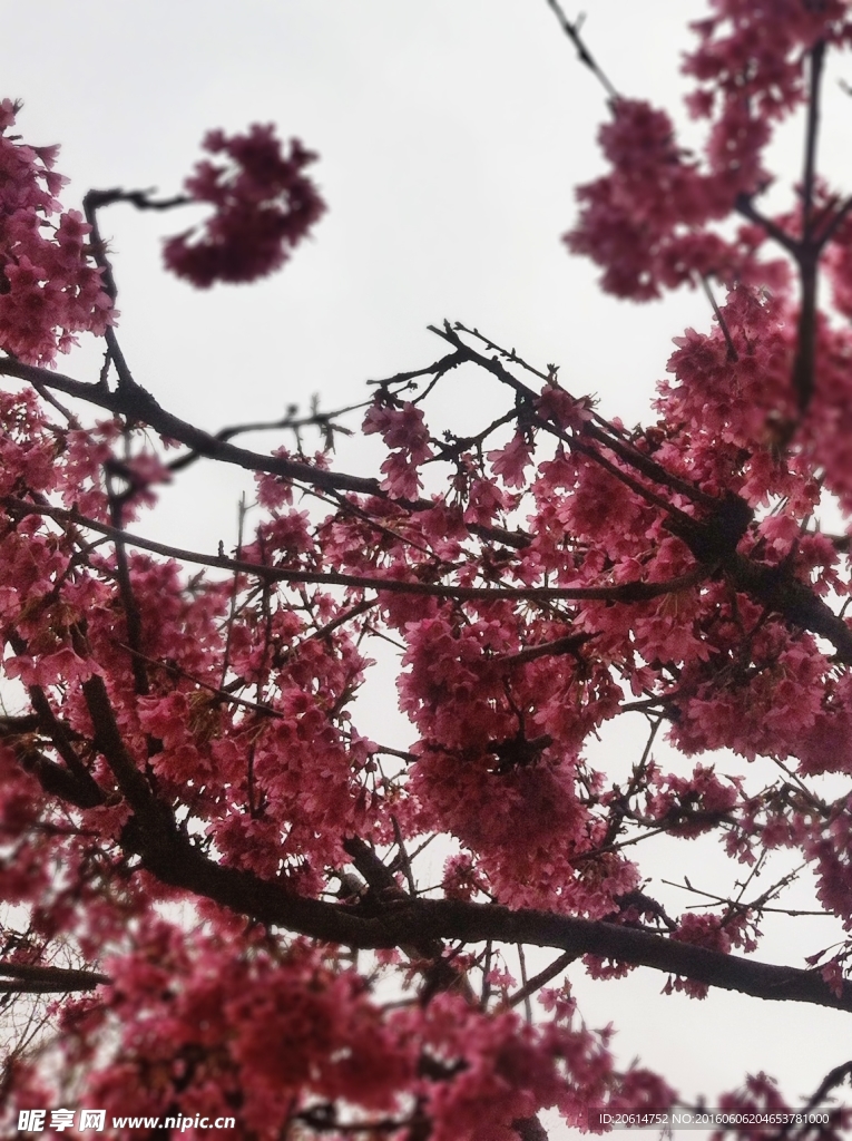 粉红色的花朵