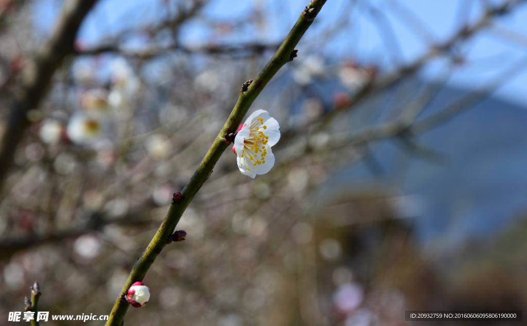 梅花