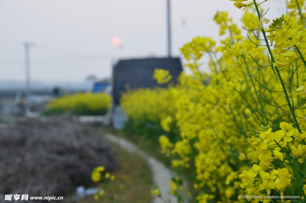 油菜花