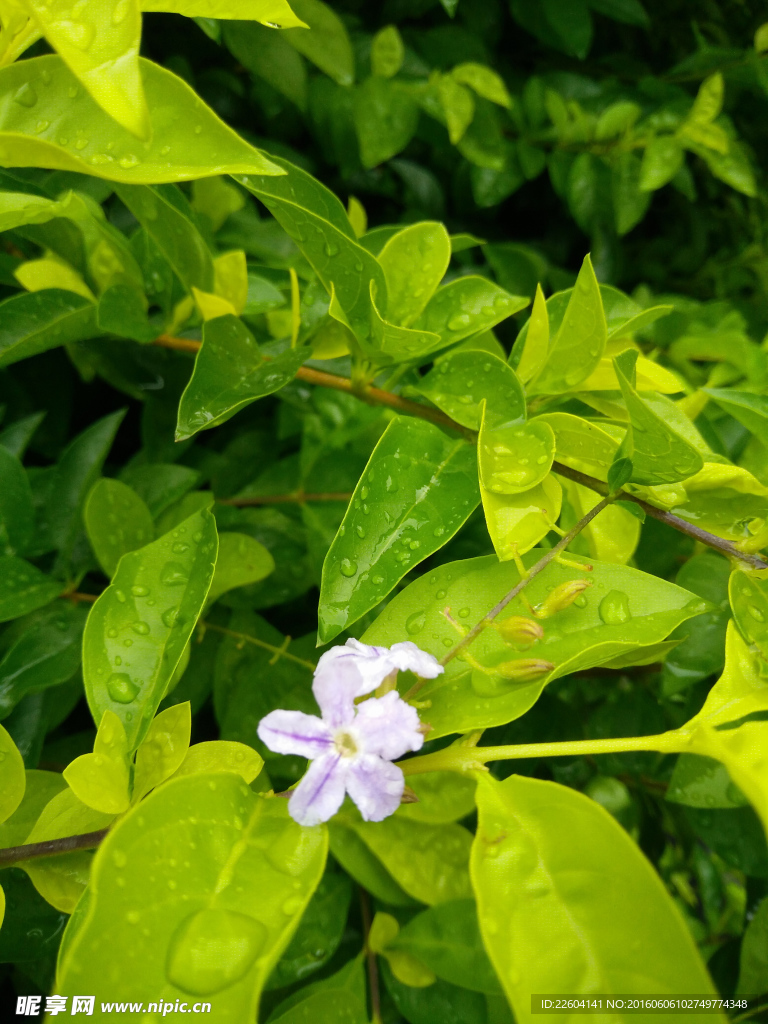 雨后花
