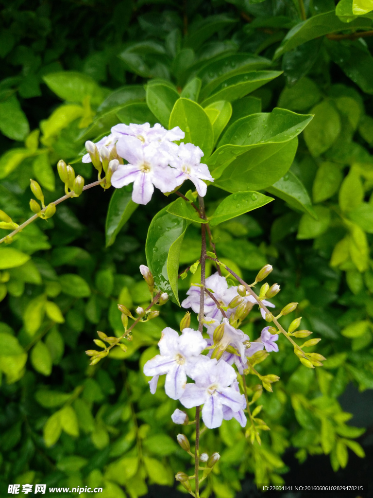 雨后花
