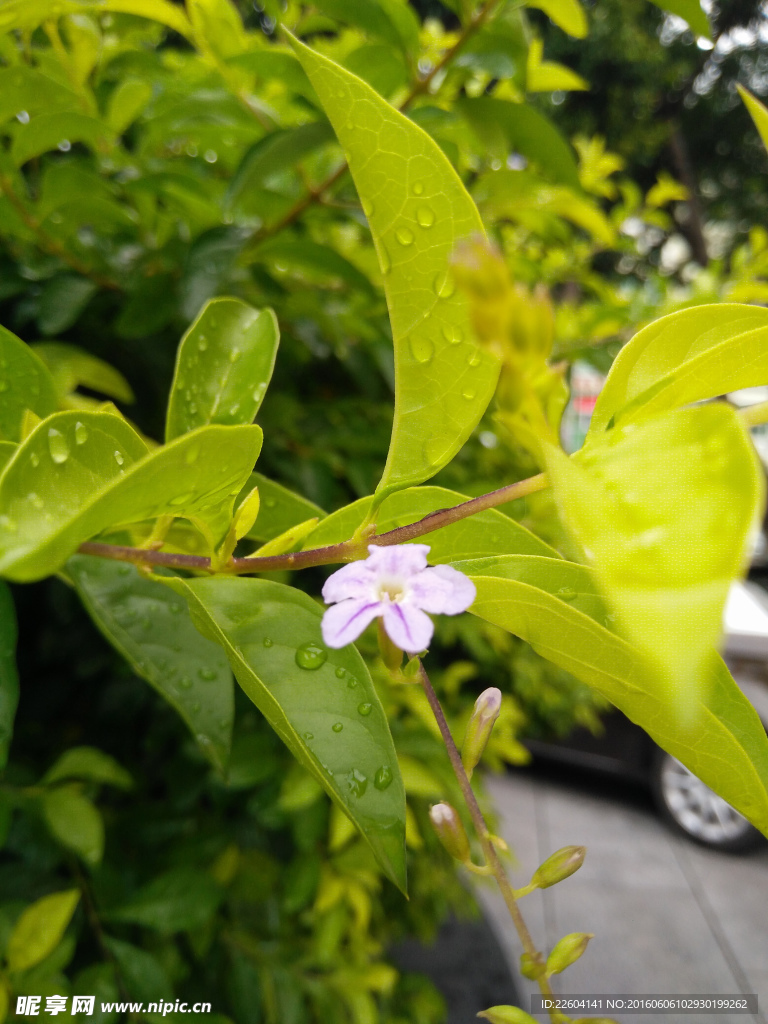 雨后花