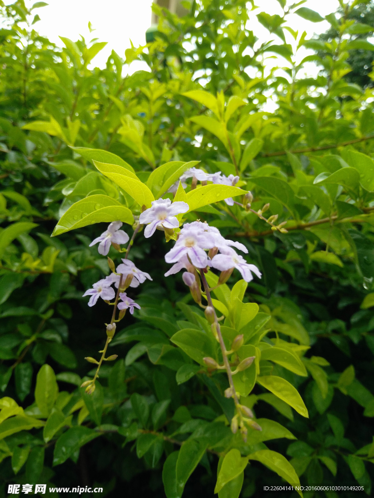 雨后花