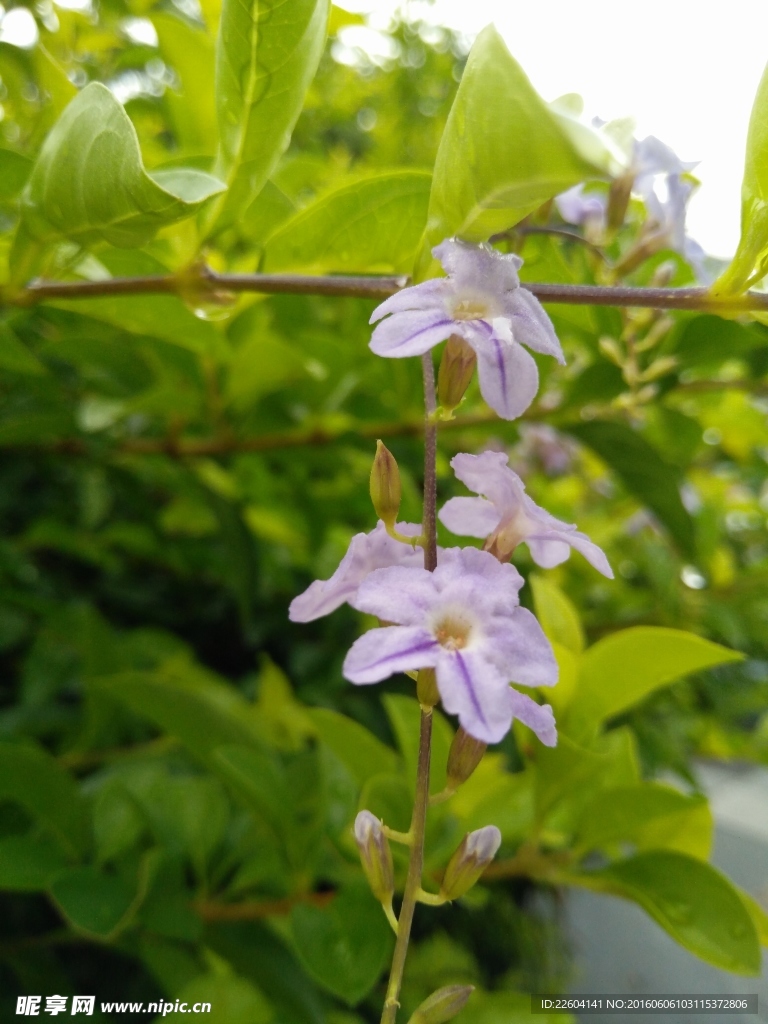 雨后花