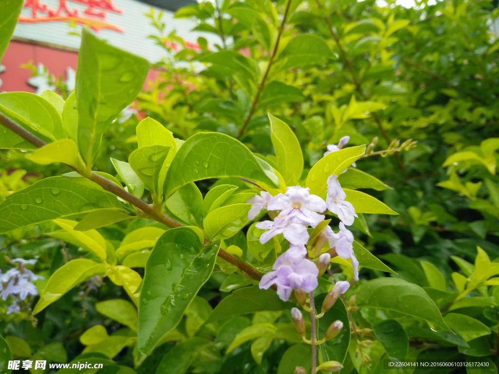 雨后花