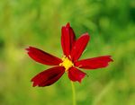格桑花