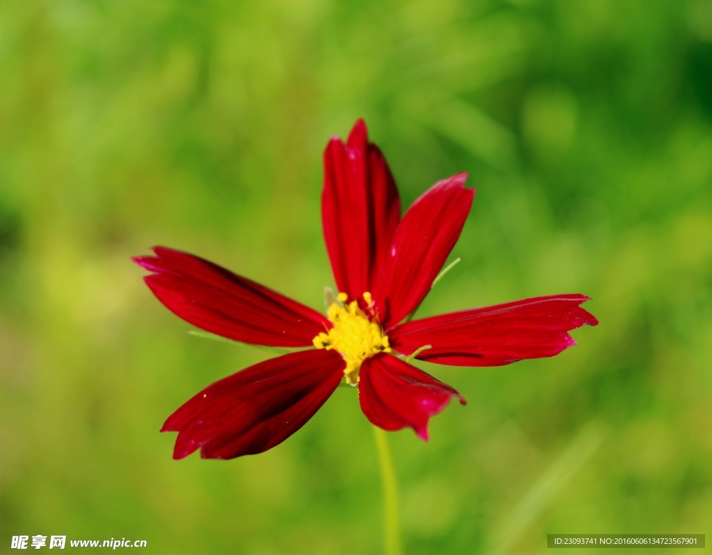 格桑花
