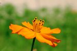 格桑花